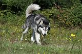 ALASKAN MALAMUTE 372